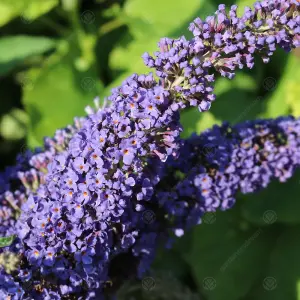 Buddleia Purple - Outdoor Flowering Shrub, Ideal for UK Gardens, Compact Size (15-30cm Height Including Pot)