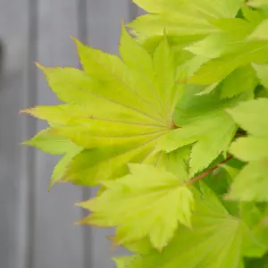 Japanese Maple Tree, Acer Shirasawanum 'Jordan' in a 3L Pot 40-50cm Tall - Established Garden Plants Ready to Plant Out