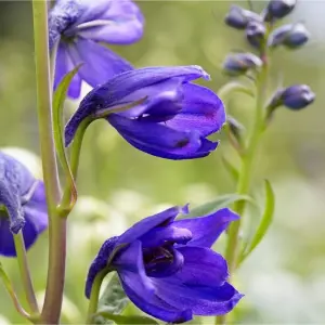 2 x Delphinium Plant Magic Fountains Dark Blue/Dark Bee in 1L Pots - Summer Flowering Eye Catching Larkspur - Herbaceous Perennial