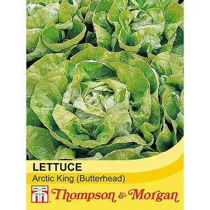 Lettuce (Butterhead) Arctic King 1 Seed Packet