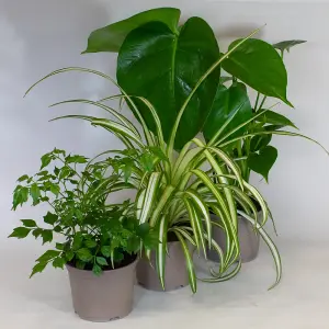 3 x Mix of House Plants in  10.5cm Growers Pots