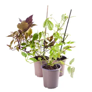 Clematis Montana Collection - Supplied as a Set of 3 Montana Clematis in 9cm Pots (Pack of 3)