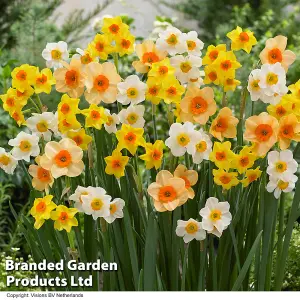 Spring Spectacular Colour Collection 200 Bulbs - Including 7 Varieties - Allium - Daffodil - Tulip