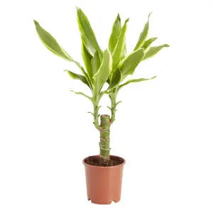 Verve Dragon tree in Plastic Grow pot 11cm