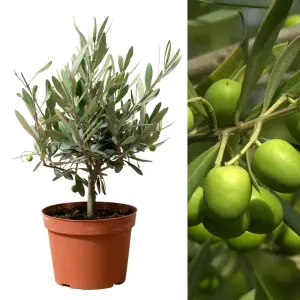 1 x Olive Tree with Mature Stem - Outdoor 'Olea Europa' in a 14cm Pot