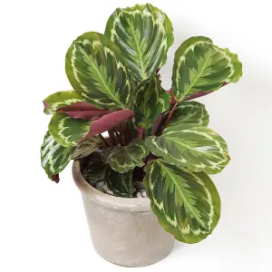 Calathea Medallion - Vibrant Foliage, Indoor Houseplant (12cm, 30-40cm)