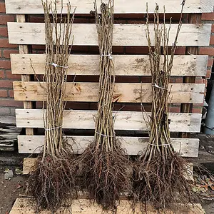 Hazel Hedge Corylus avellana Set of 50 Bare Root Hedges 40-60cm tall