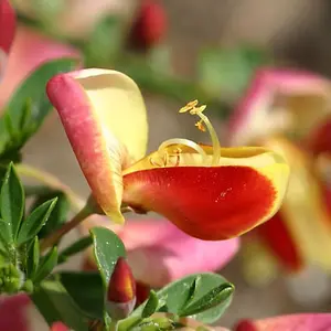 Cytisus Goldfinch Plant - Compact Size, Colourful Blooms, Well-Drained Soil (20-30cm Height Including Pot)