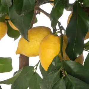 Lemon Tree - Outdoor Fruit Tree, Grow Your Own Tasty Fruits, Ideal Size for UK Gardens in 20cm Pot (2-3ft)