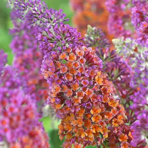 Buddleia Flower Power - Spectacular Butterfly Bush, Compact Size (30-40cm)