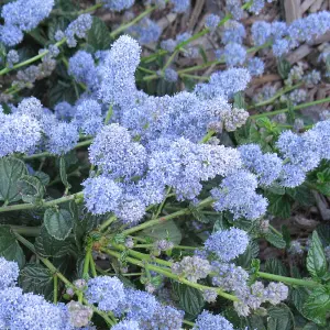 Ceanothus Yankee Point Garden Plant - Vibrant Blue Blooms, Compact Size (15-30cm Height Including Pot)