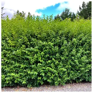 50 Green Privet Plants 3-4ft Tall, Evergreen Hedging, Grow a Quick, Dense Hedge 3FATPIGS