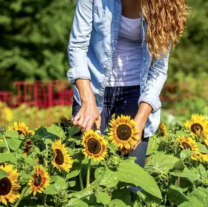 Helianthus annus Sunflower Tiger Eye F1 1 Packet (12 Seeds)