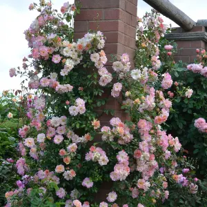 Huge Climbing Tricolour Rose Bush - Pink, White & Apricot - VERY RARE 5L Pot