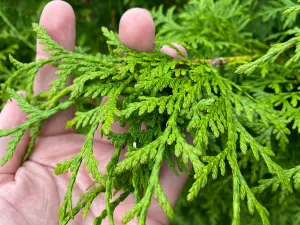 10x Thuja Plicata Gelderland Western Red Cedar Trees 3-4ft Supplied in 2 Litre Pots