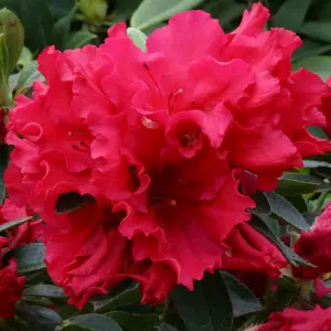 Azalea Red - Evergreen Shrub, Exquisite Red Blooms (20-40cm Height Including Pot)