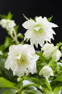 Helleborus orientalis Double Ellen White 14cm Potted Plant x 2