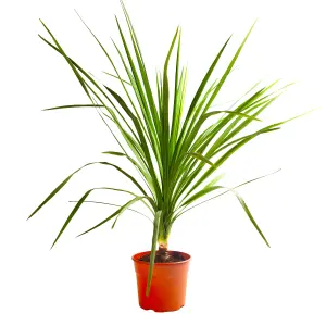 Cordyline australis Green, 17cm Pot, Plant 60-70cm Tall