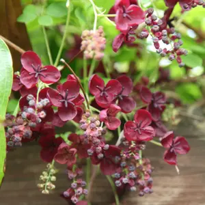 Akebia Quinata Chocolate Vine Purple Flowering Climbing Plant 60cm Cane 2L Pot