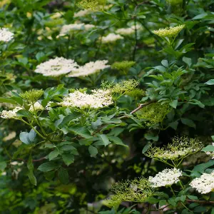 Hedge Elderberry (Sambucus nigra) 1 Bare Root Plant