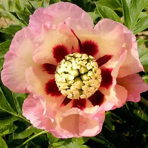 Paeonia Itoh Pastel Splendor 3.6 Litre Pot x 1