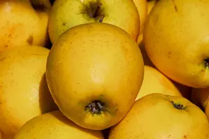 Direct Plants Malus Golden Delicious Apple Fruit Tree 100-120cm Supplied in a 5 Litre Pot mm106 Rootstock