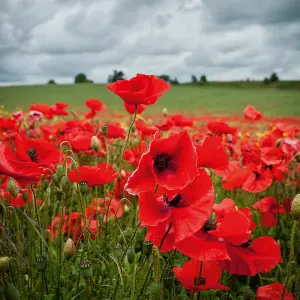 Poppy Field Poppy (Rhoeas) 1 Seed Packet (2800 Seeds)