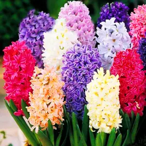 Hyacinth Mixed Flowering Bulbs (25 Pack)