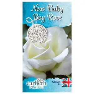 New Baby Boy Rose Bush Gift Wrapped - Newborn Plant Gift for the Garden