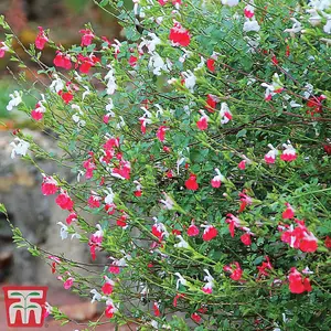 Salvia Microphylla Hot Lips 2 Litre Potted  Plant x 1