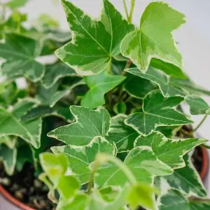 Large White Ivy - Hedera Helix - Evergreen Shrub in 13cm Pot - Indoor and Outdoor Use