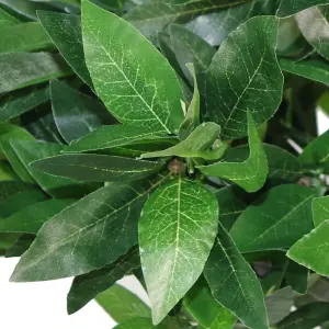 Pair of 120cm (4ft) Plain Stem Artificial Topiary Bay Laurel Ball Trees