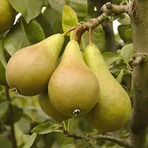 Conference Pear Patio Fruit Tree in a 5L Pot 90-110cm Tall