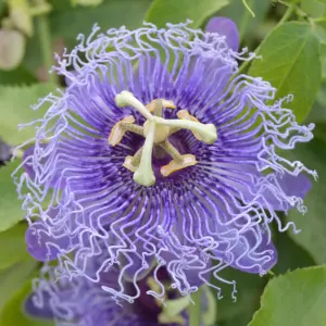 Passiflora Purple Rain Garden Plant - Exotic Blooms, Compact Size (20-30cm Height Including Pot)