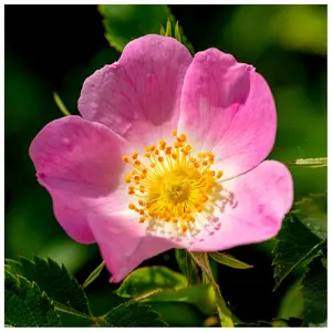 3 Dog Rose Hedging Plants 30-50cm  Rosa Canina,  Make Healthy Rose Hip Syrup 3FATPIGS