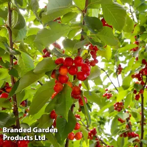 Cherry Mini Prunus Avium Sylvia 9cm Pot x 1