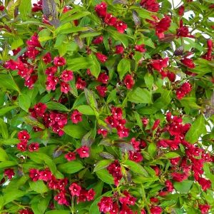 Weigela Camouflage - Multicoloured Foliage, Red Flowers, Hardy Shrub (15-25cm Height Including Pot)