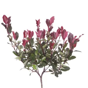 1 x Photinia 'Little Red Robin' Standard Tree in a 3L Pot 70-80cm tall Ready to Plant Out  in Pots, Containers and Gardens