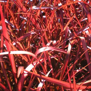 Phormium Evening Glow Garden Plant - Vibrant Red and Pink Foliage, Compact Size, Hardy (15-30cm Height Including Pot)