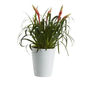 GoodHome Bromeliad Ceramic Decorative pot 12cm