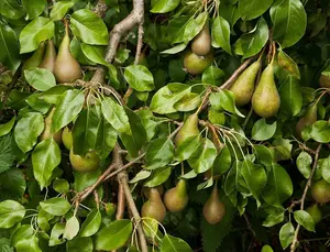 Dwarf Patio Conference Pear Tree, Self-Fertile & Heavy Cropper, Ready to Fruit 3FATPIGS