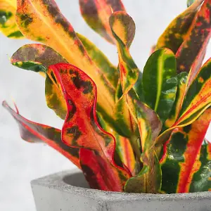 Codiaeum Mammi in 12cm Pot - Joseph's Coat - Multicoloured Indoor Plant