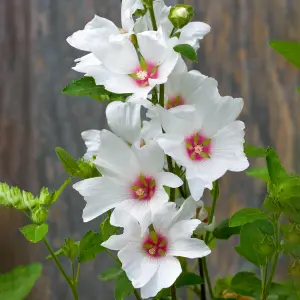 Lavatera Silver Barnsley - Elegant White Blooms, Outdoor Plant (15-30cm Height Including Pot)