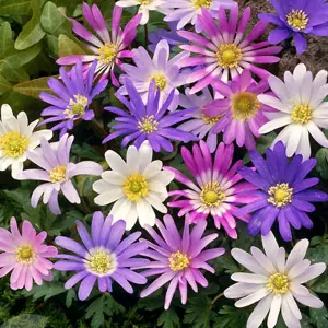 Anemone Blanda Mixed Flowering Bulbs - Colorful Mixed Blooms, 50 Pack