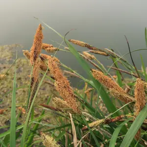 Lincolnshire Pond Plants Ltd Marginal Plants - Pond Plants (Carex Acutiformis)  - 3x 1 Litre Plants