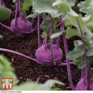 Kohl Rabi Kolibri F1 Hybrid 1 Seed Packet (35 Seeds)