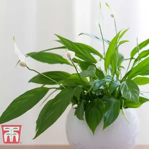 Houseplant Peace Lily -  Spathiphyllum Torelli 'Air So Pure' 9cm Potted Plant x 1