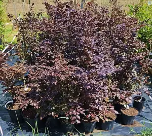 10 Purple Copper Beech Hedge Plants Native Semi- Evergreen Hedging 3-4ft Tall Potted