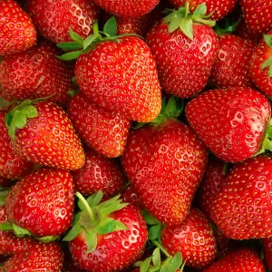 Strawberry Elsanta - Outdoor Fruit Plants for Gardens, Pots, Containers (9cm Pots, 10 Pack)