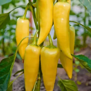 Pepper (Sweet) Tasty Mix All Season 1 Seed Packet  (6 Seeds)